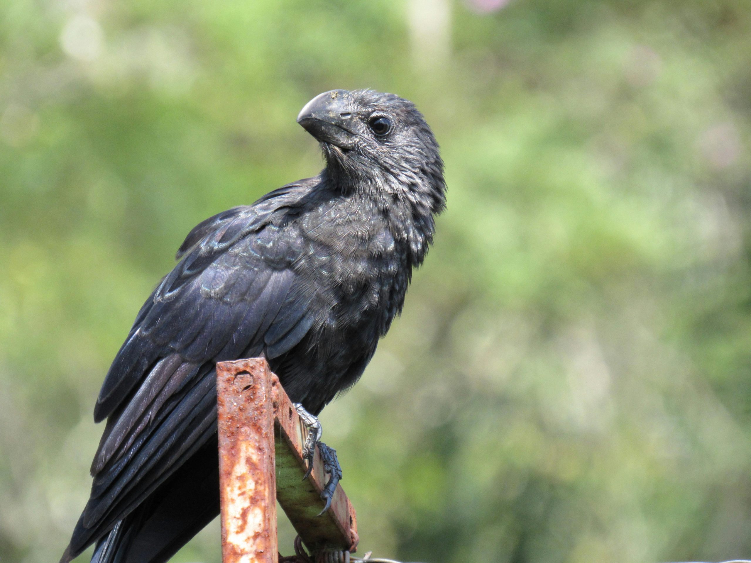 Smooth-billed Ani bird resting on a post in sunlight in Embu-Guaçu, Brazil.